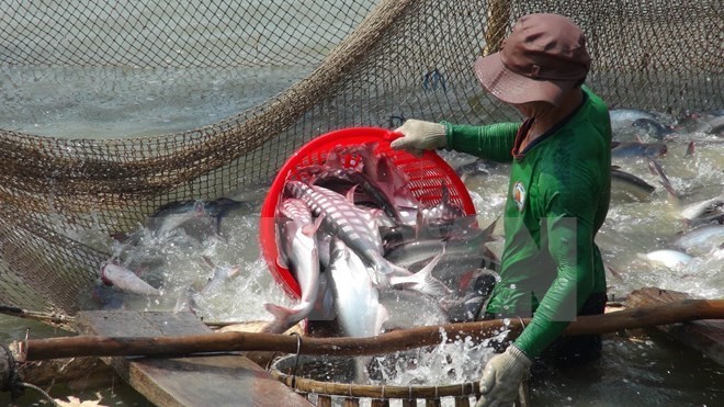 Harvesting tra fish in Mekong Delta An Giang province (Photo: VNA)